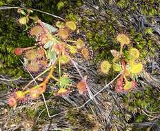 صورة Drosera andersoniana W. Fitzg. ex Ewart. & White