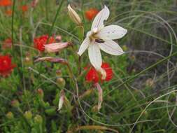 Hesperantha muirii (L. Bolus) G. J. Lewis resmi