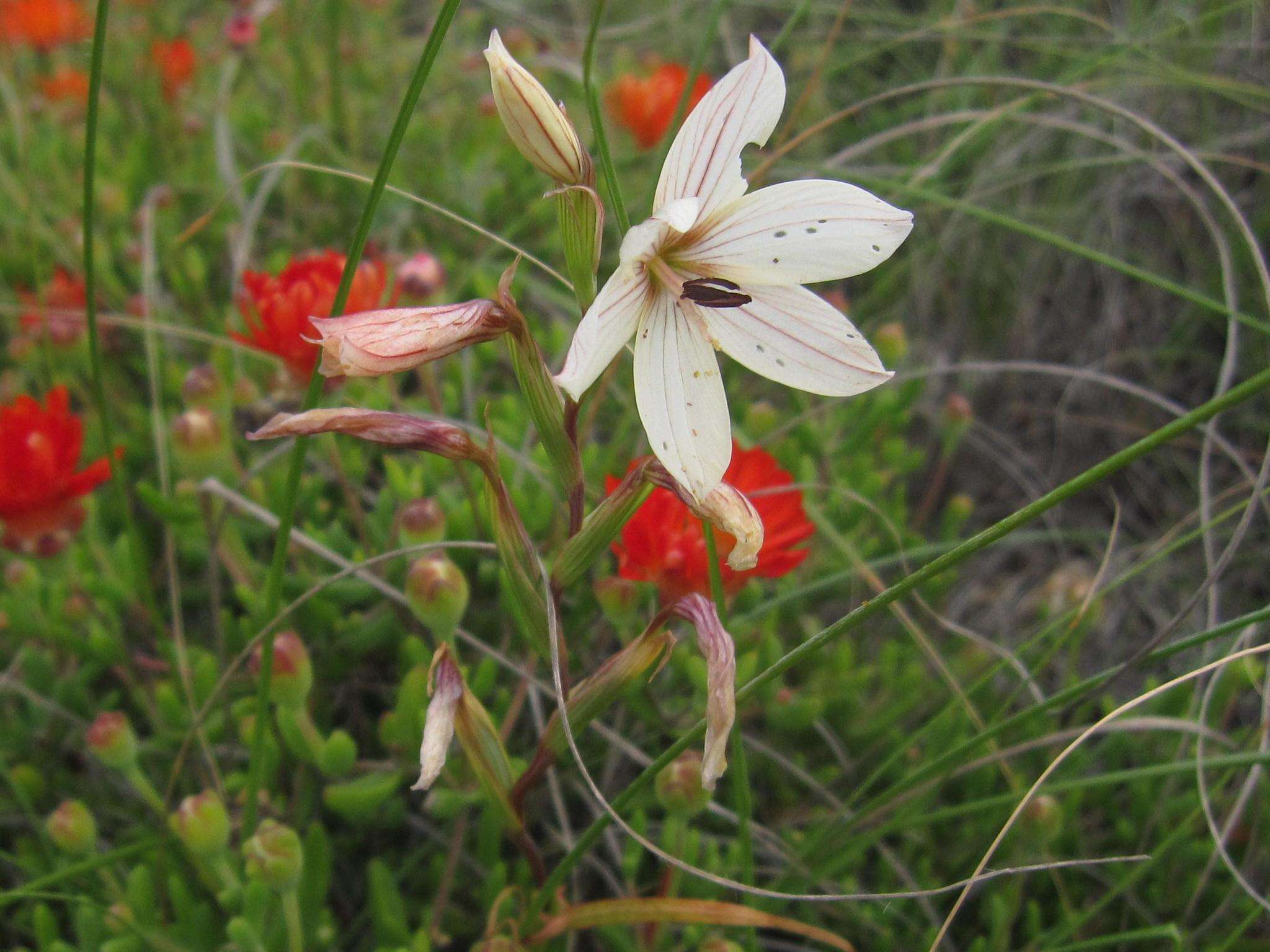 Image of Hesperantha muirii (L. Bolus) G. J. Lewis