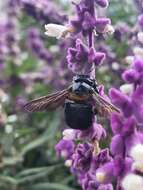 Xylocopa eximia Pérez 1901 resmi