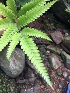 Plancia ëd Pteris khasiana subsp. fauriei (Hieron.) Fraser-Jenk.