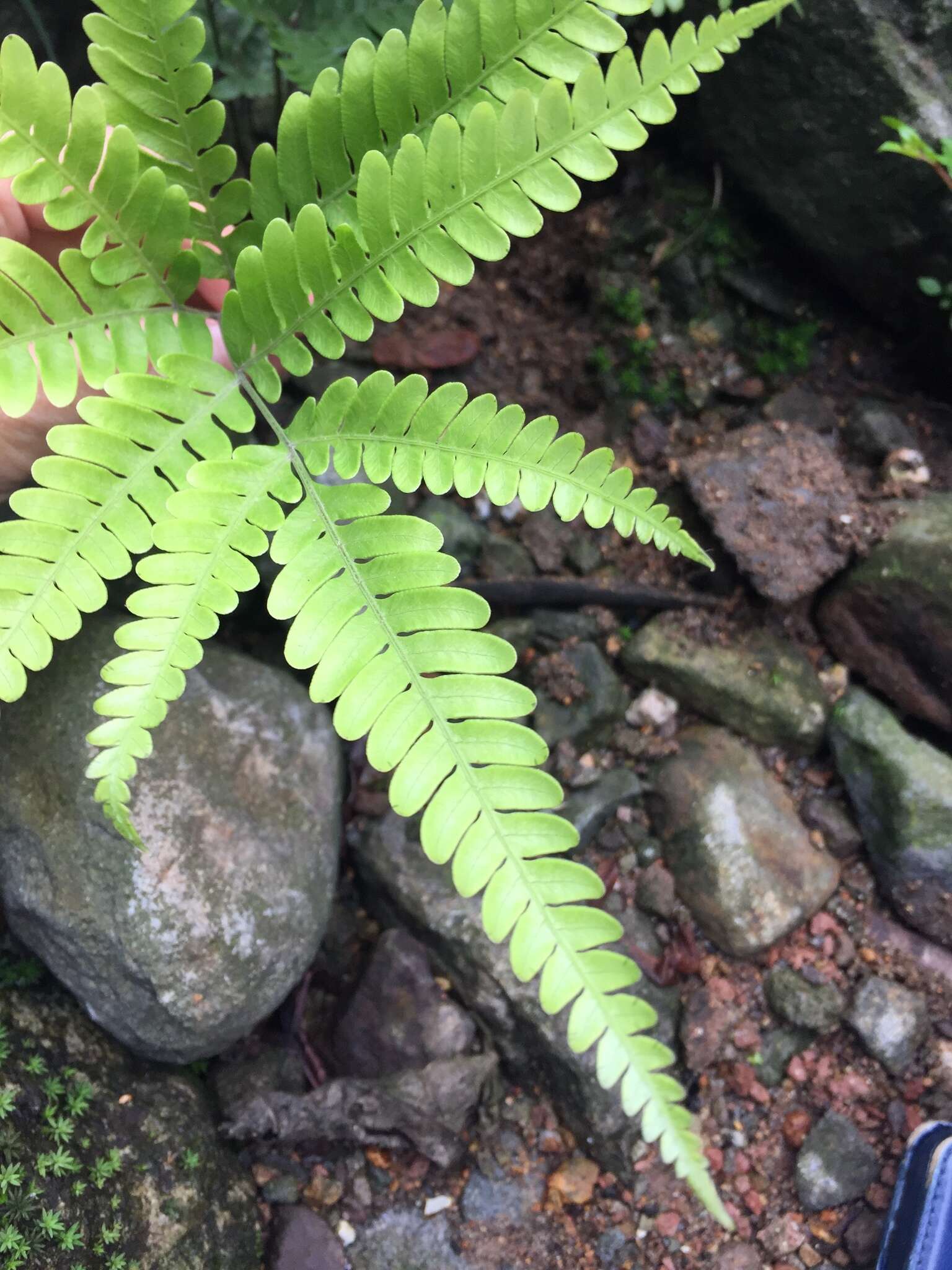 Imagem de Pteris khasiana subsp. fauriei (Hieron.) Fraser-Jenk.