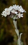 Image of Langebergia canescens (DC.) A. A. Anderberg