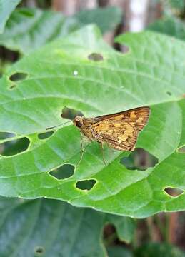 Image of Potanthus trachala tytleri Evans 1914