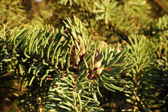 Image of Pineus (Pineus) similis (Gillette 1907)