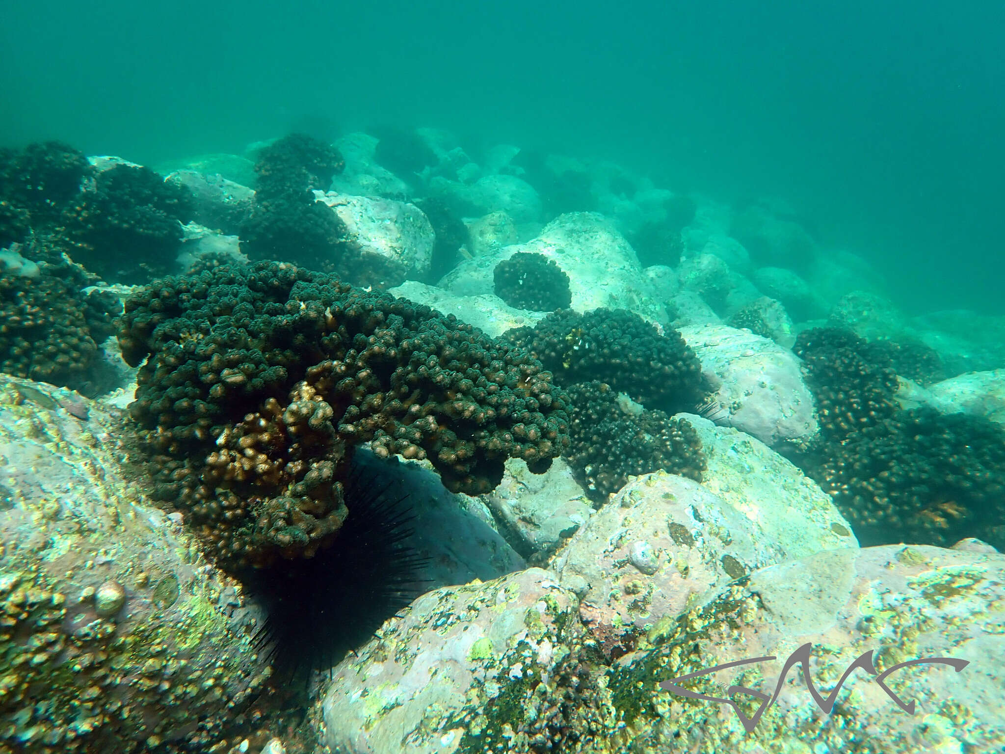 Image of Pocillopora aliciae Schmidt-Roach, Miller & Andreakis 2013