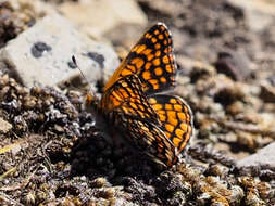 Image of Rockslide Checkerspot