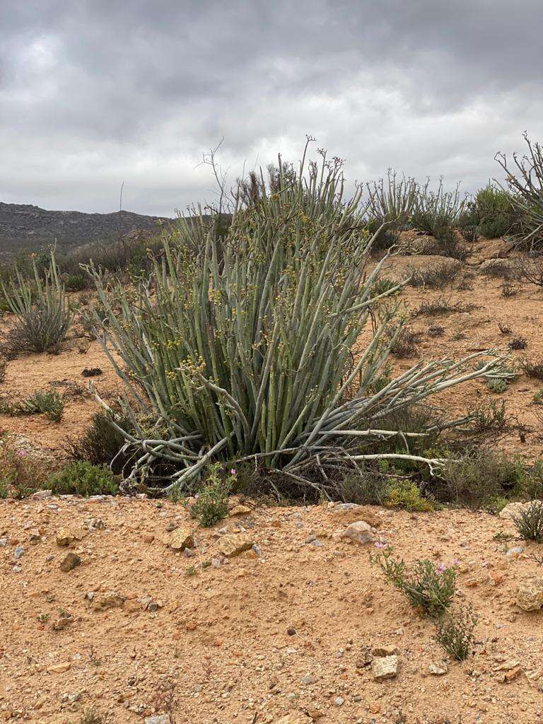 Image of Euphorbia dregeana E. Mey. ex Boiss.