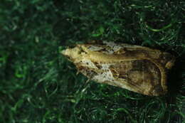 Image of Acleris cristana Denis & Schiffermüller 1775