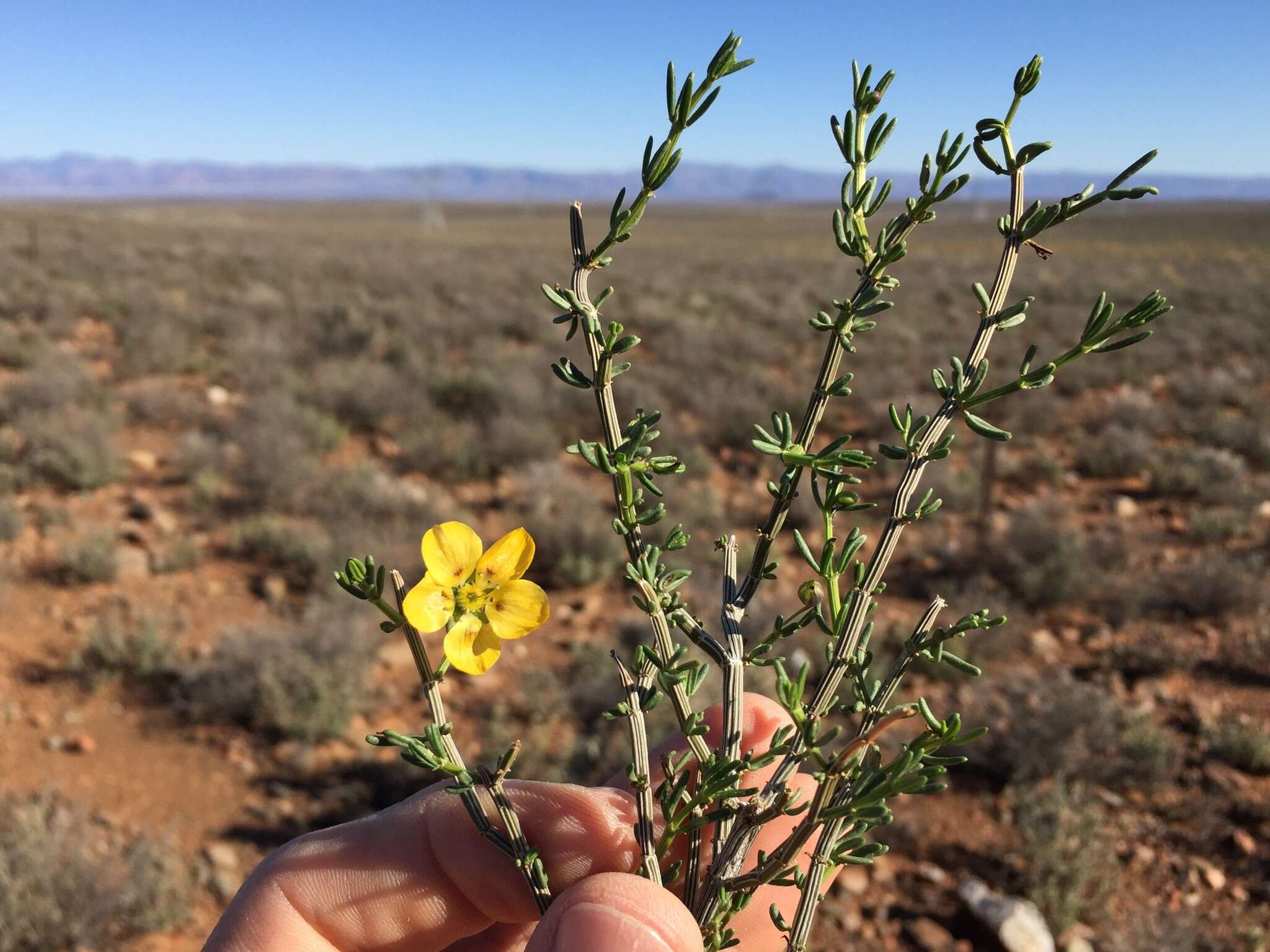 Image of Roepera maculata (Ait.) Beier & Thulin