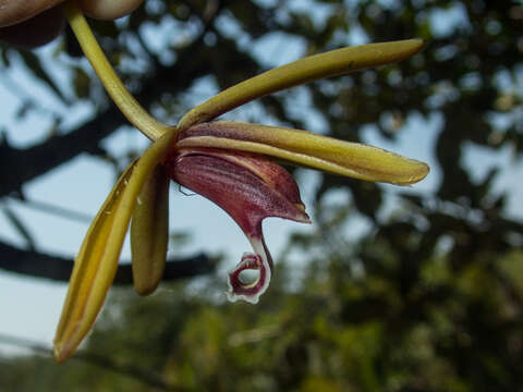 Image of Cymbidium finlaysonianum Lindl.