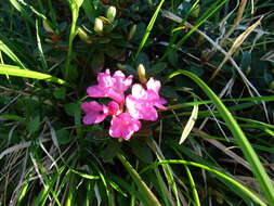 صورة Rhododendron myrtifolium Schott & Kotschy