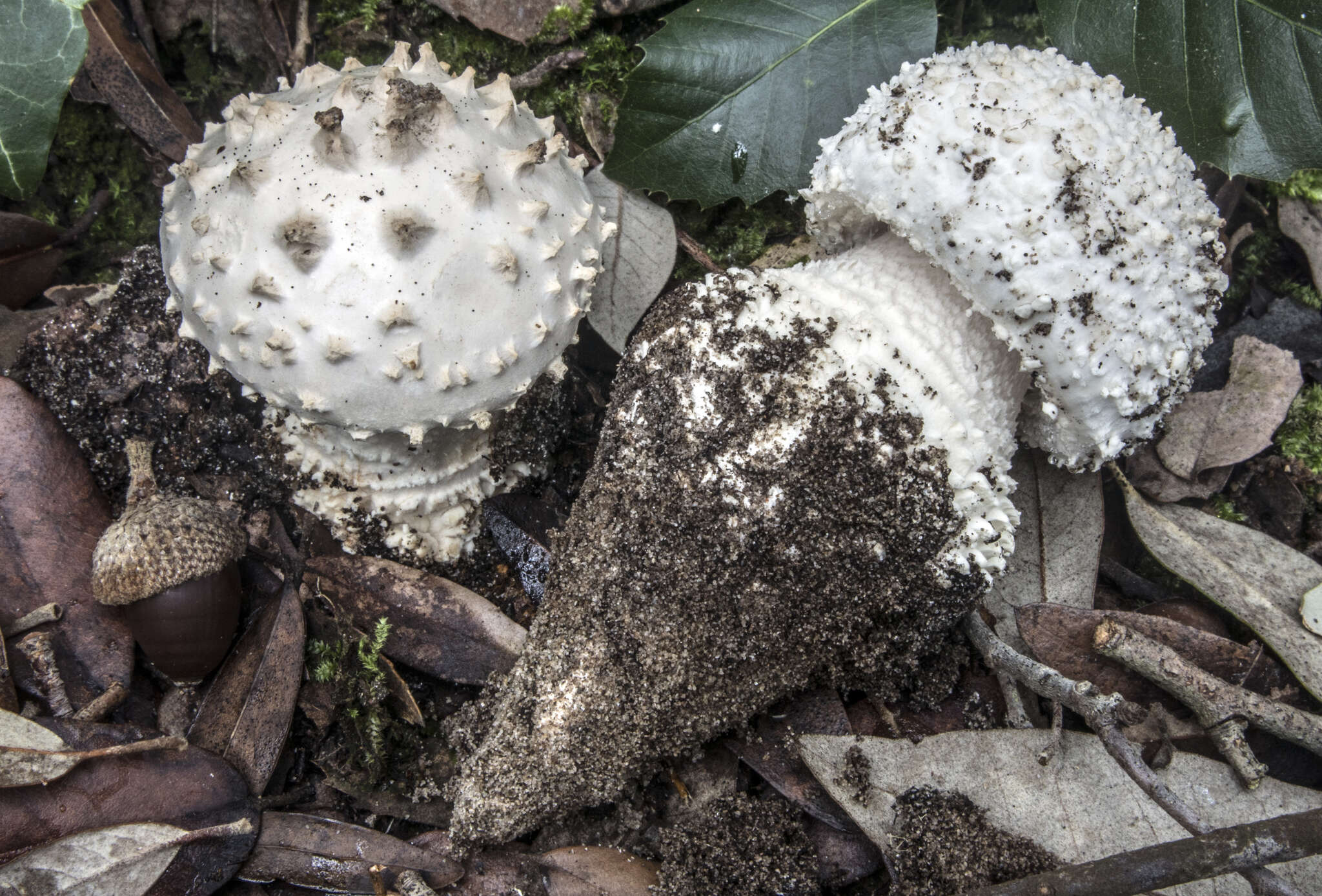 Image of Amanita gracilior Bas & Honrubia 1982