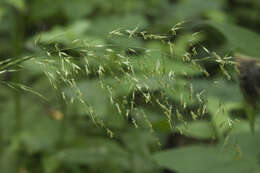 Imagem de Trisetum umbratile (Kitag.) Kitag.