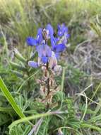 Plancia ëd Lupinus gibertianus C. P. Sm.