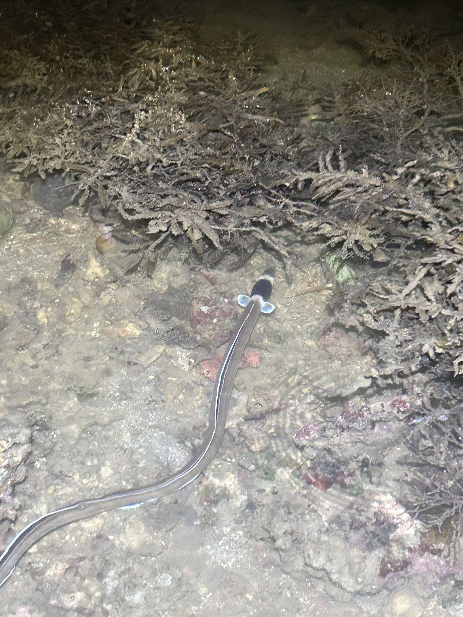 Image of Black-neck snake eel