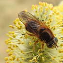 Plancia ëd Cheilosia albipila Meigen 1838