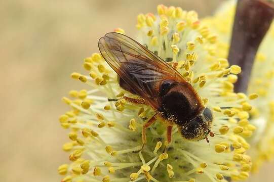 Plancia ëd Cheilosia albipila Meigen 1838