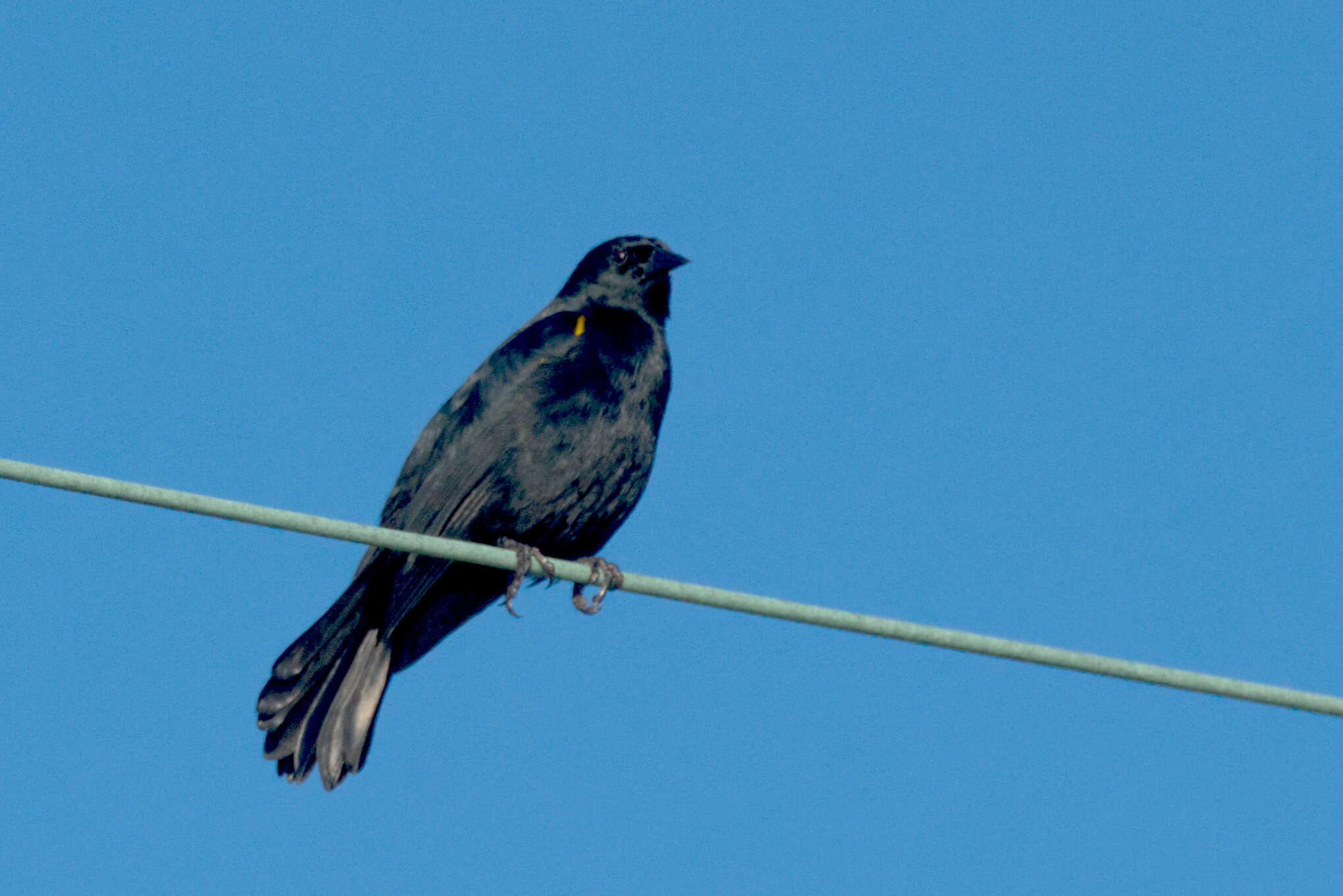Image of Yellow-shouldered Blackbird