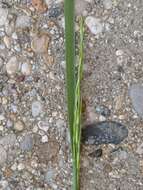 Image of Festuca nigrescens Lam.