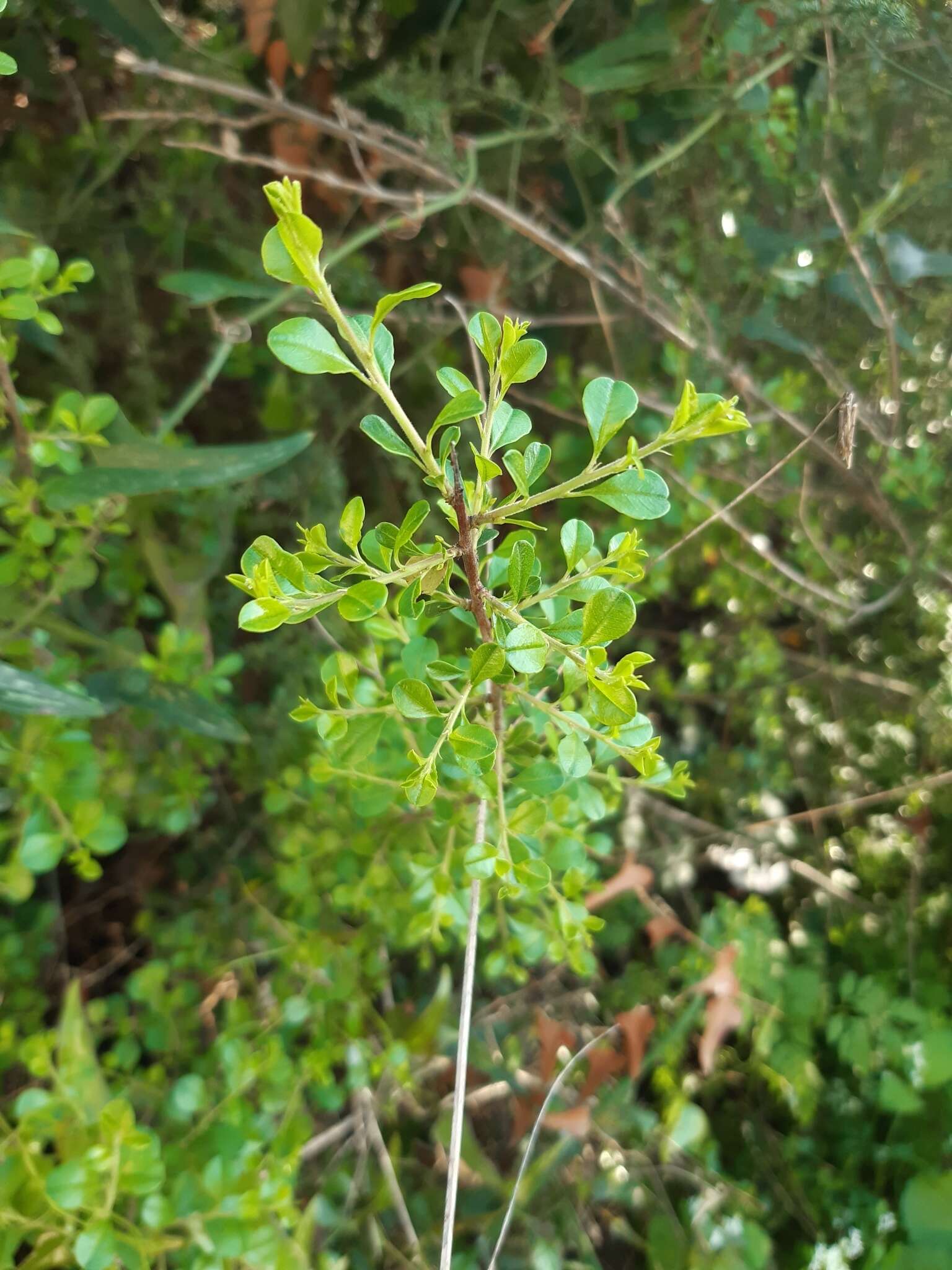 Image of Rhamnus punctatus Boiss.