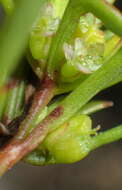 Image of Centella sessilis Adamson