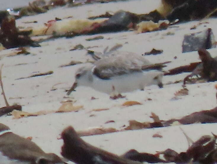 Image of Calidris alba alba (Pallas 1764)