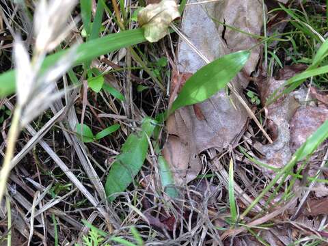 Image of Shining Ladies'-Tresses