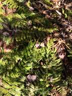 Image of hollyfern