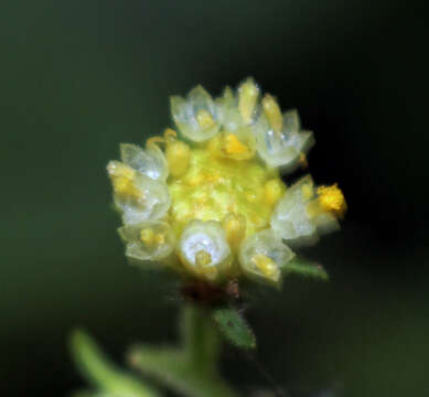 Image of whiteflower leafcup