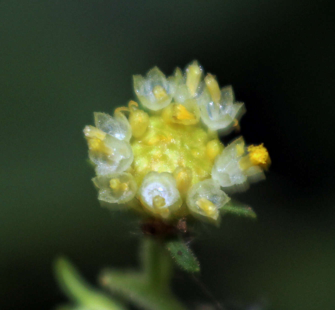 Polymnia canadensis L. resmi