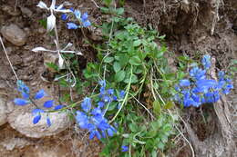 Image of Chalk milkwort