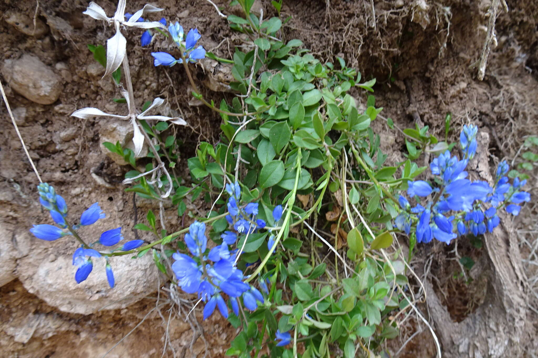 Image of Chalk milkwort