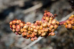 Image of Fleshy Willow Dock