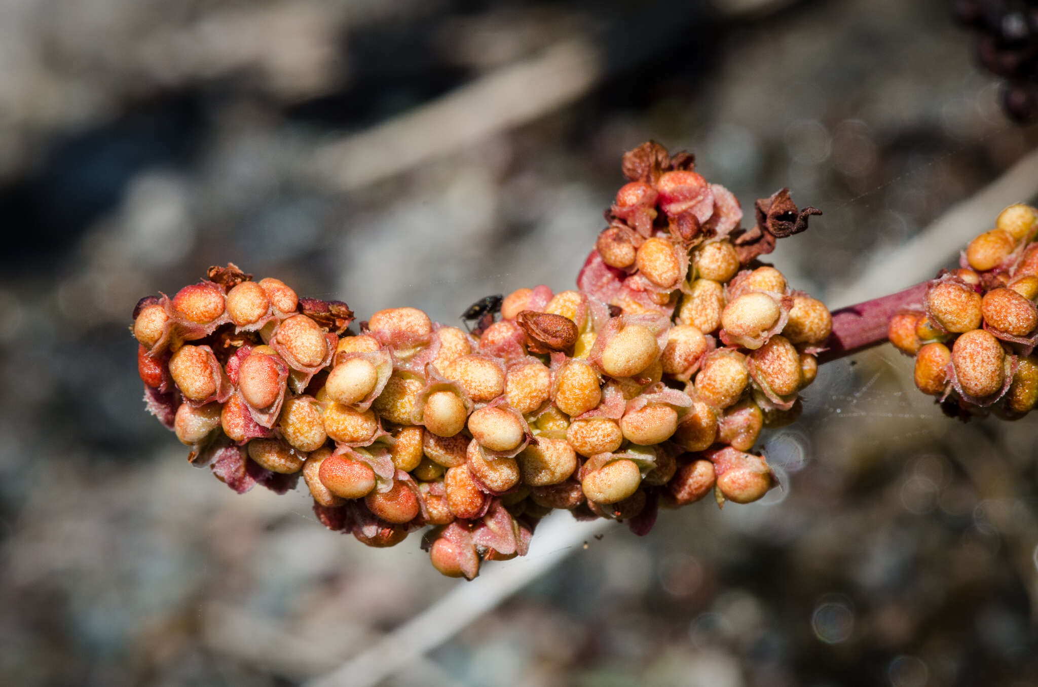 Image of Fleshy Willow Dock