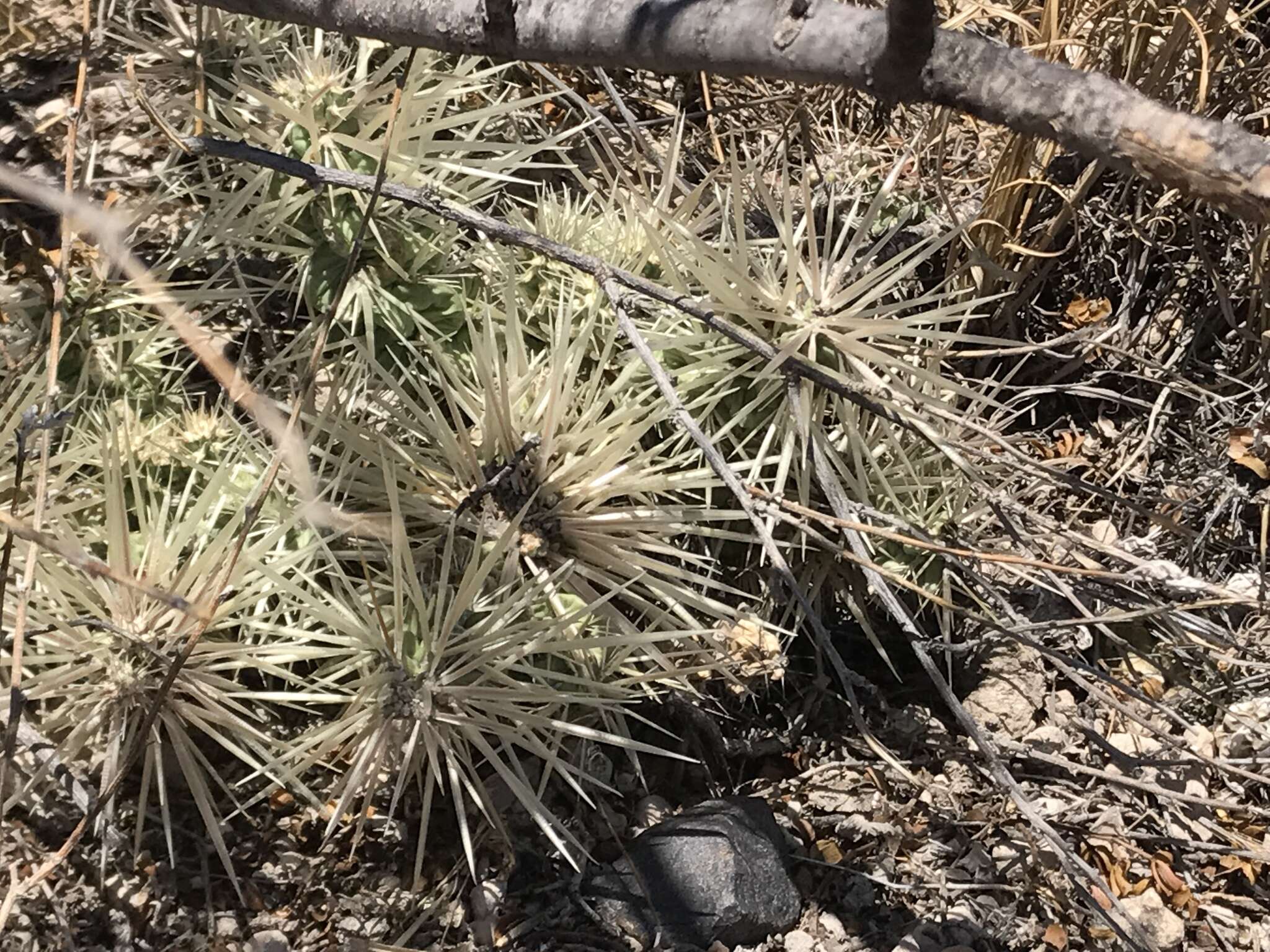 Image of thistle cholla