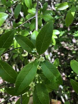 صورة Ilex laevigata (Pursh) A. Gray