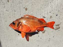 Image of Redfish