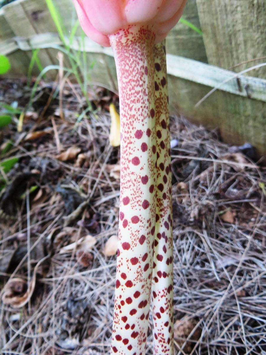 Imagem de Haemanthus coccineus L.