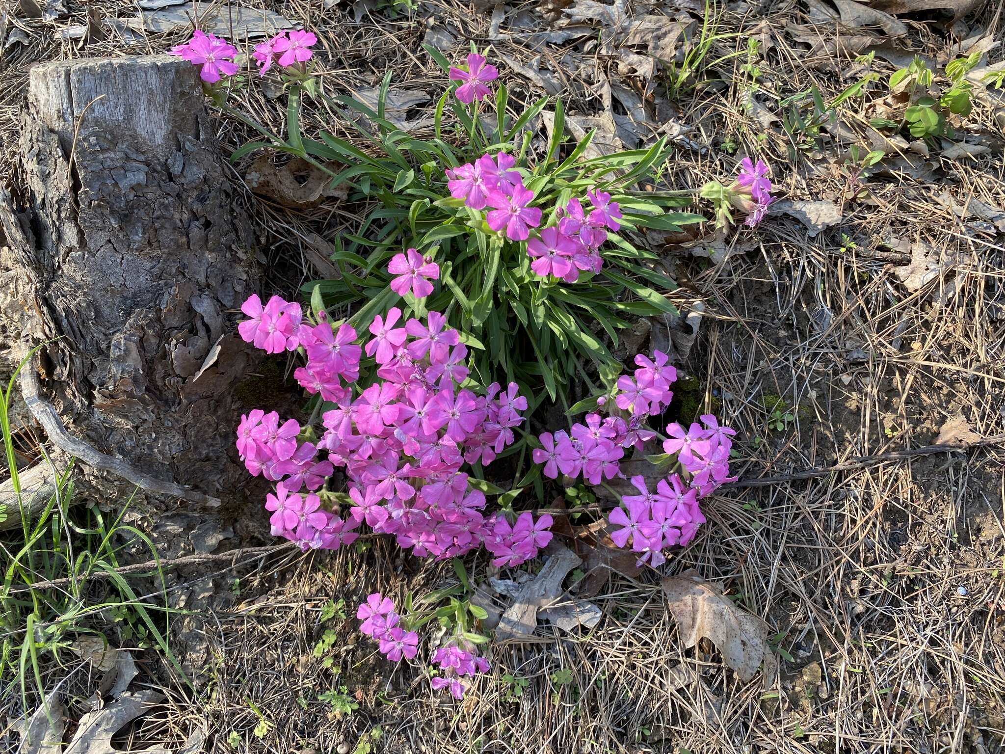 Слика од Silene caroliniana subsp. wherryi (Small) R. T. Clausen