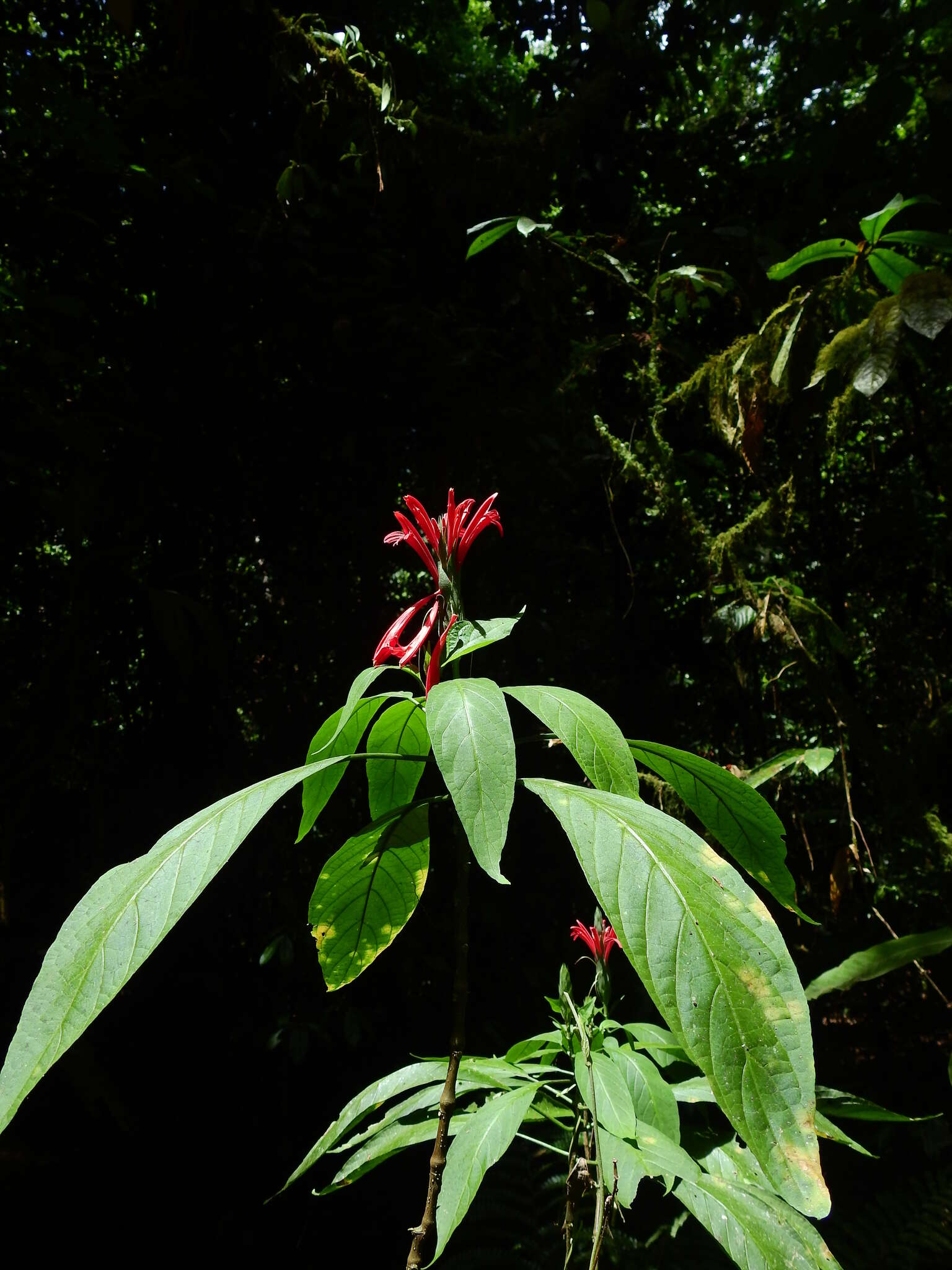 Pachystachys coccinea (Aubl.) Nees resmi