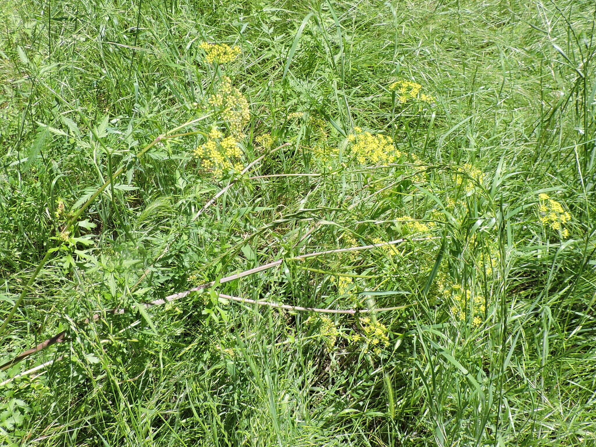 Image of Texas prairie parsley