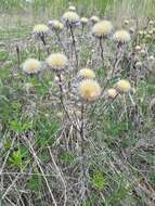 Image of Carlina biebersteinii Bernh. ex Hornem.