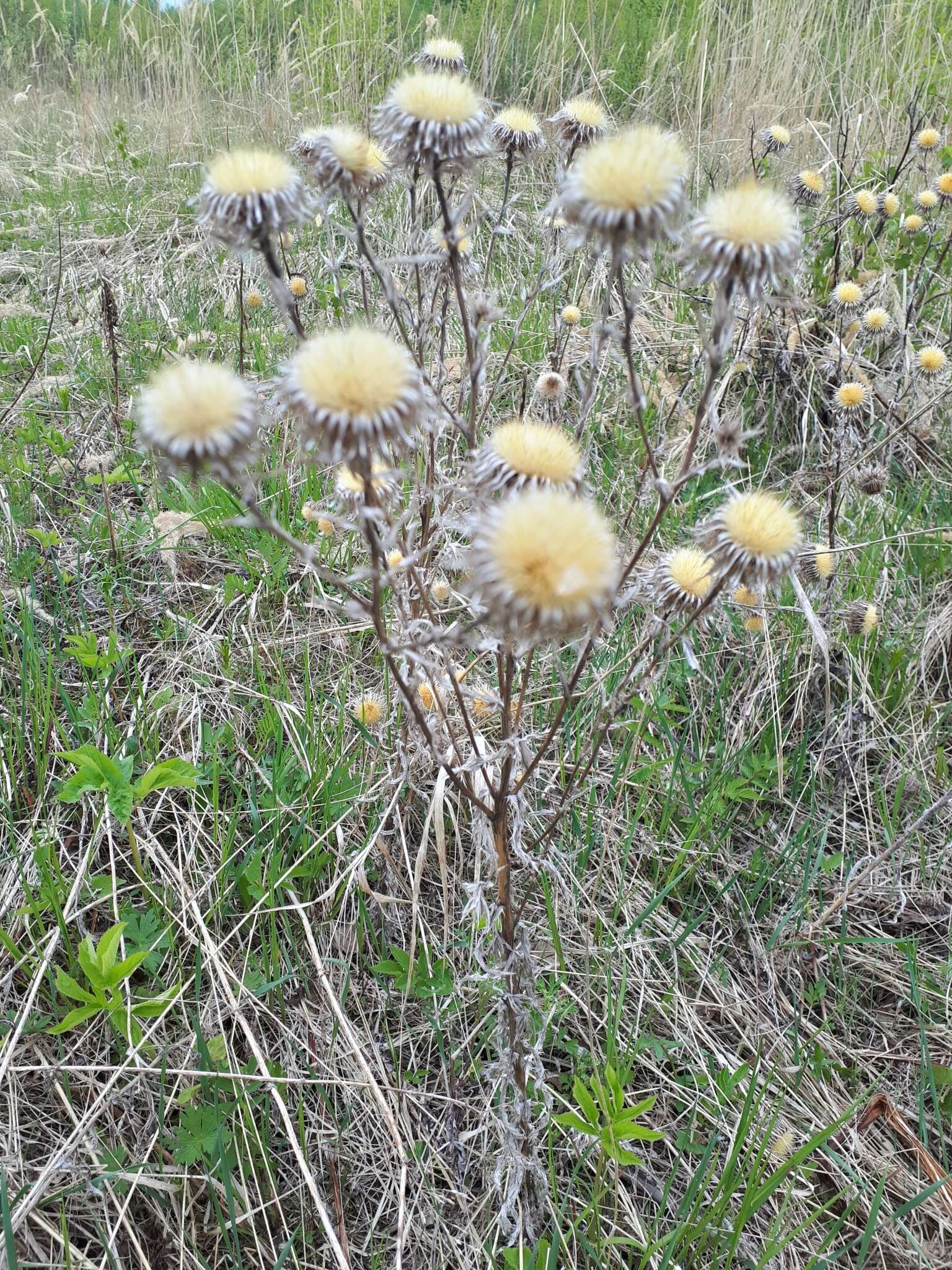 Image of Carlina biebersteinii Bernh. ex Hornem.