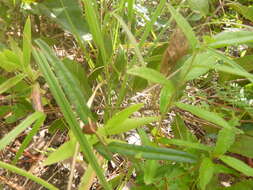 Image of wavyleaf noseburn