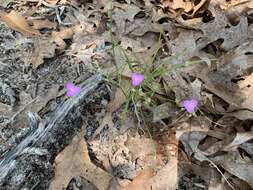 Image de Callisia graminea (Small) G. C. Tucker