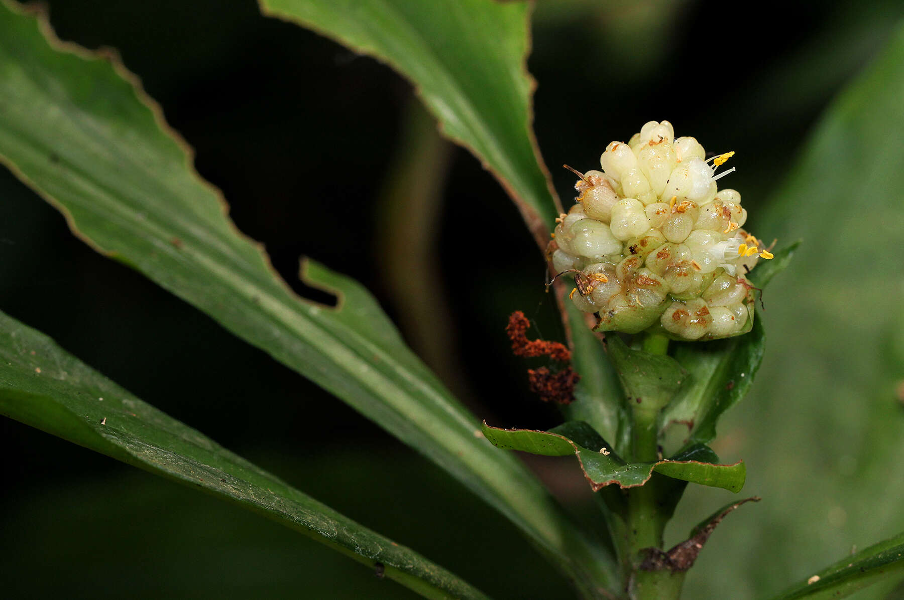 Image of marble berry