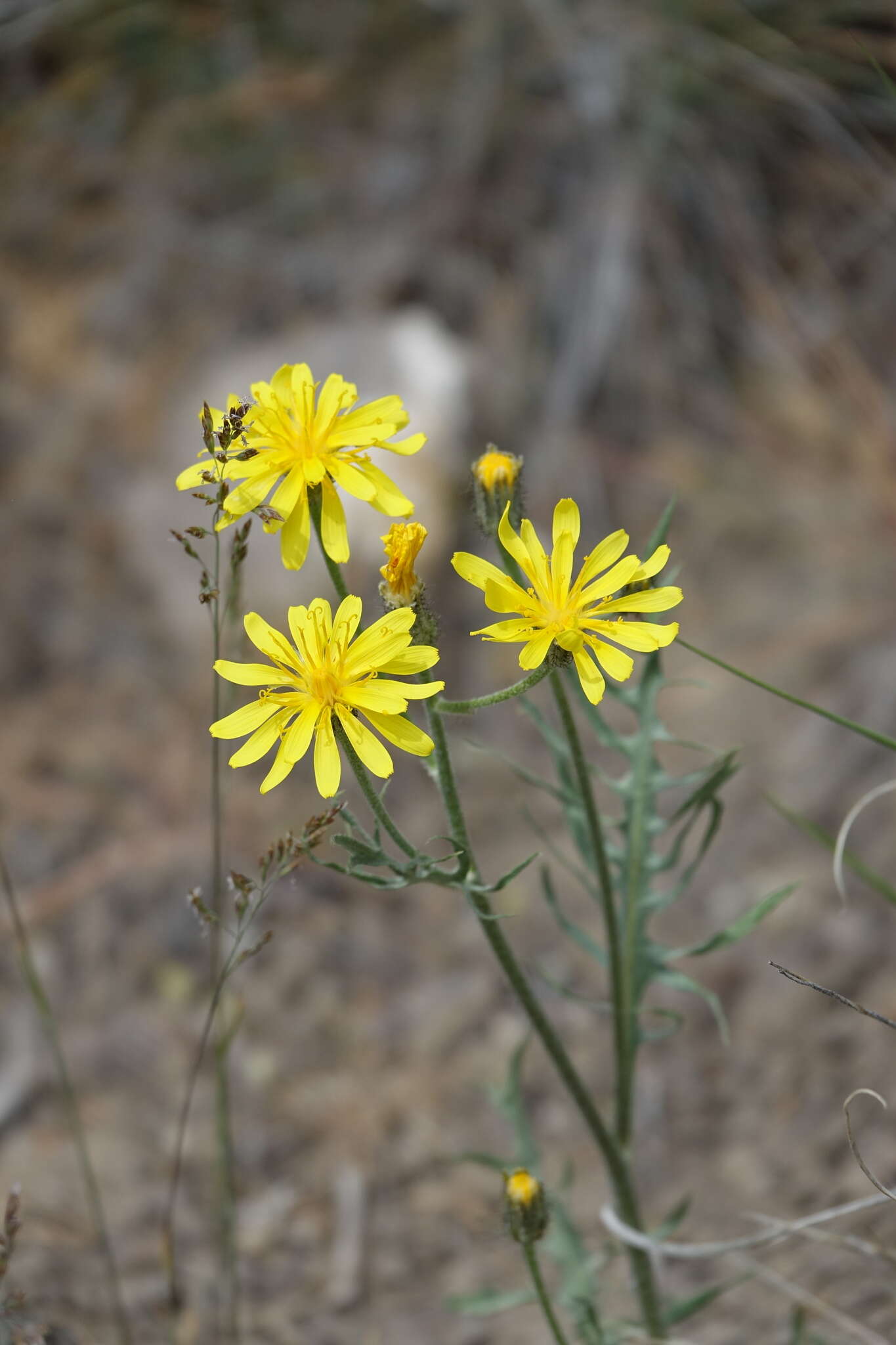 Crepis modocensis Greene resmi