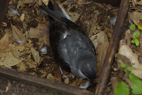 Image of Chatham Island Petrel