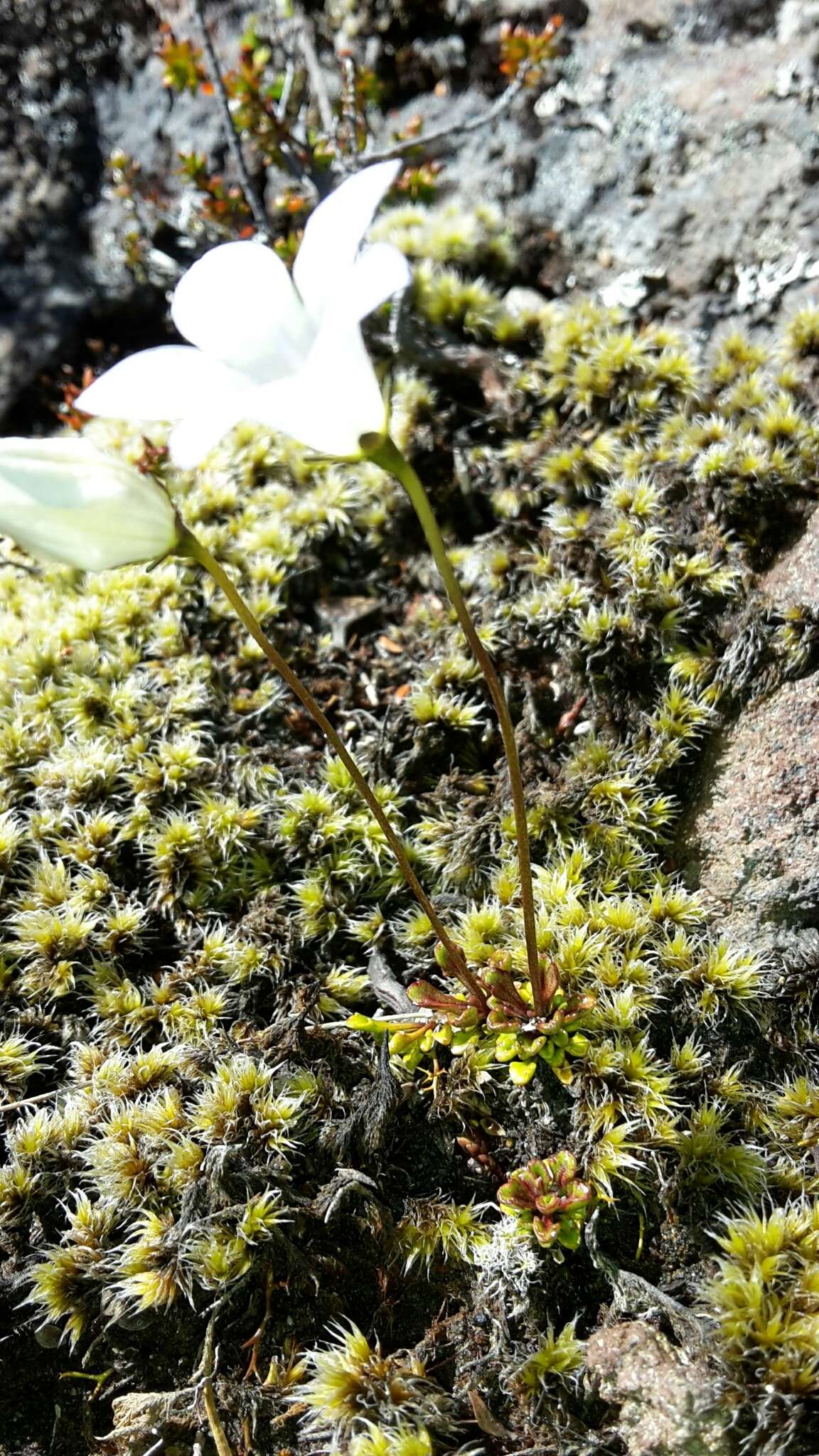 Image of Wahlenbergia pygmaea Colenso